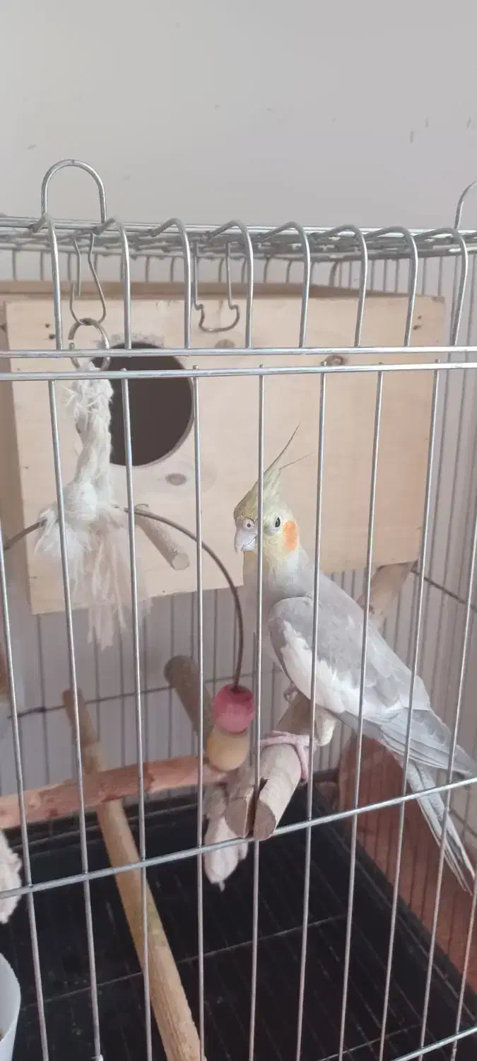 جفت عروس هلندی سالم وسرحال و سخنگو|پرنده|شهریار, شهرک وائین|دیوار