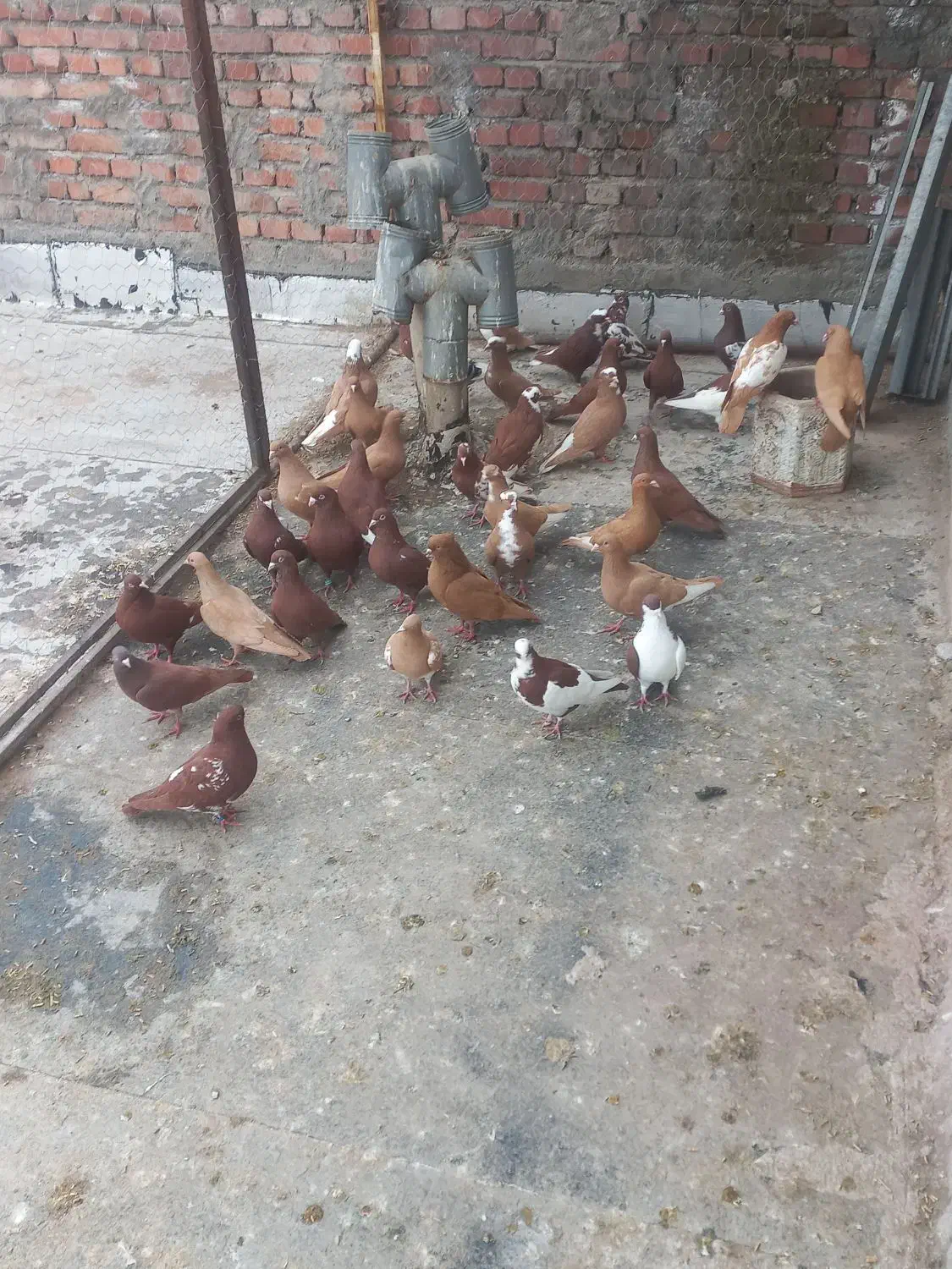 کبوتران سالم|پرنده|مراغه, |دیوار