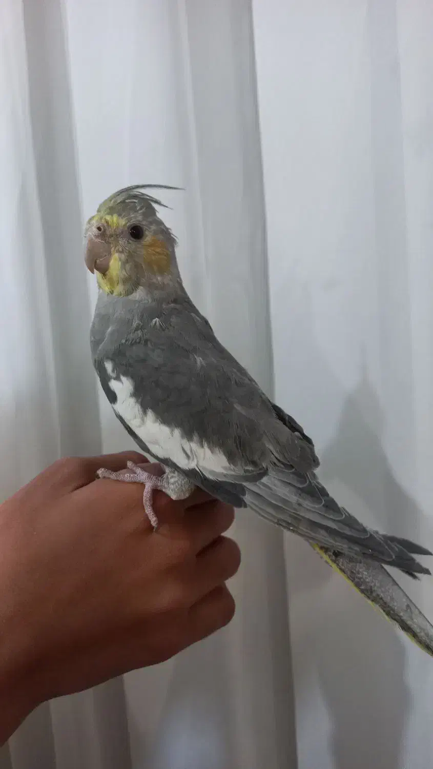 مرغ عروس|پرنده|کاشان, باغ ماجد|دیوار