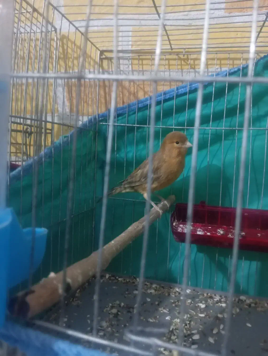 قناری|پرنده|زرند, |دیوار