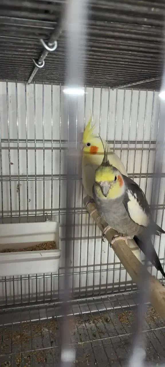 عروس هلندی مولد|پرنده|رباط‌کریم, نصیرشهر|دیوار