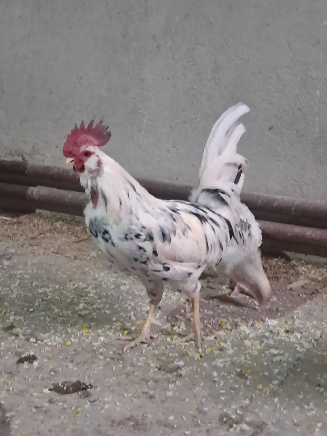 خروس گلین،|حیوانات مزرعه|مشکیندشت, |دیوار