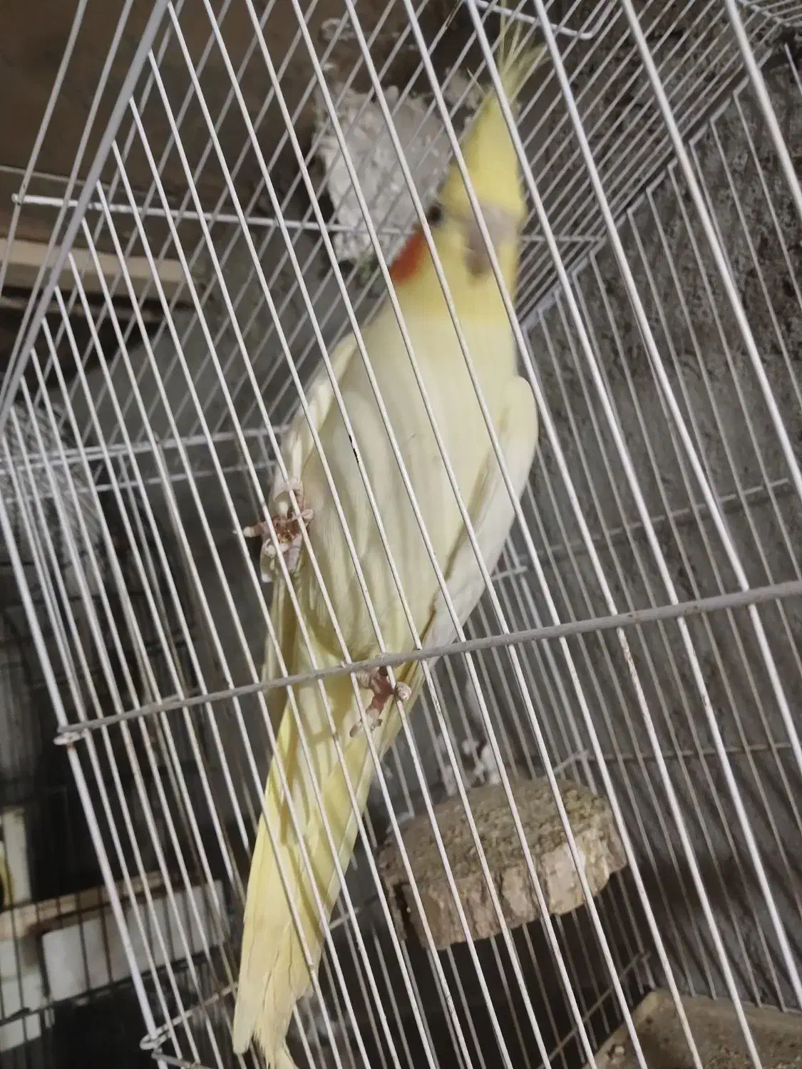 فروش دو عدد عروس هلندی لوتینو و گلباقالی|پرنده|فامنین, |دیوار