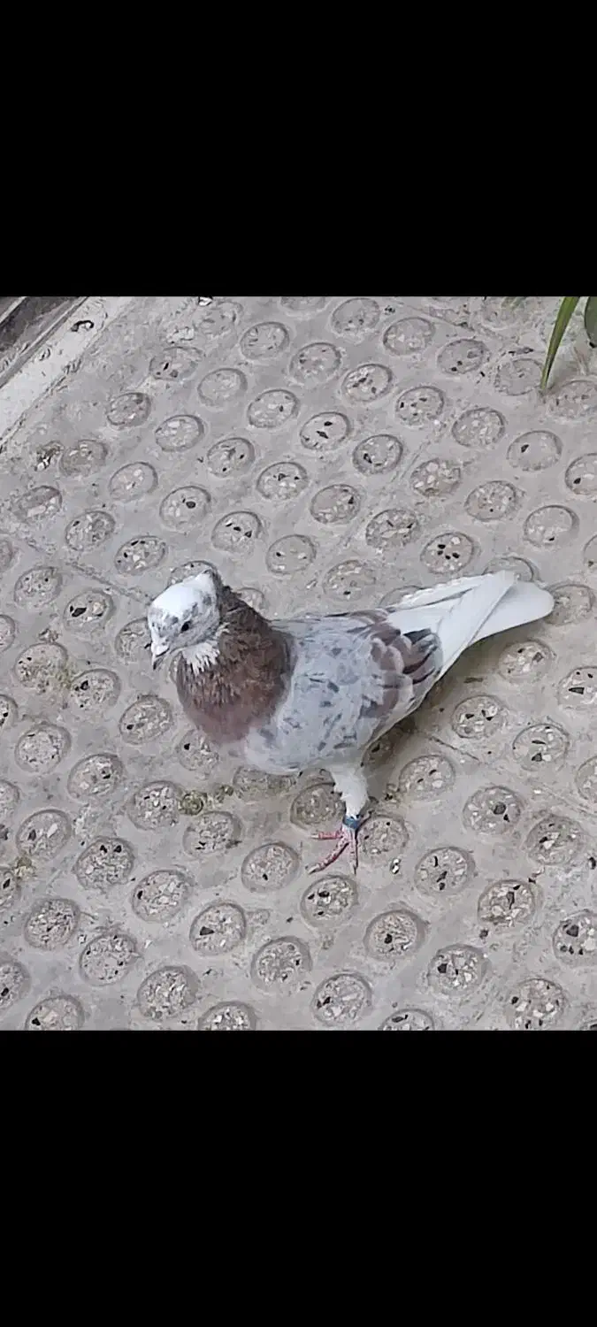 کفتر کبوتر سورو شازده هما کاکلی|پرنده|ری, فیروزآبادی|دیوار