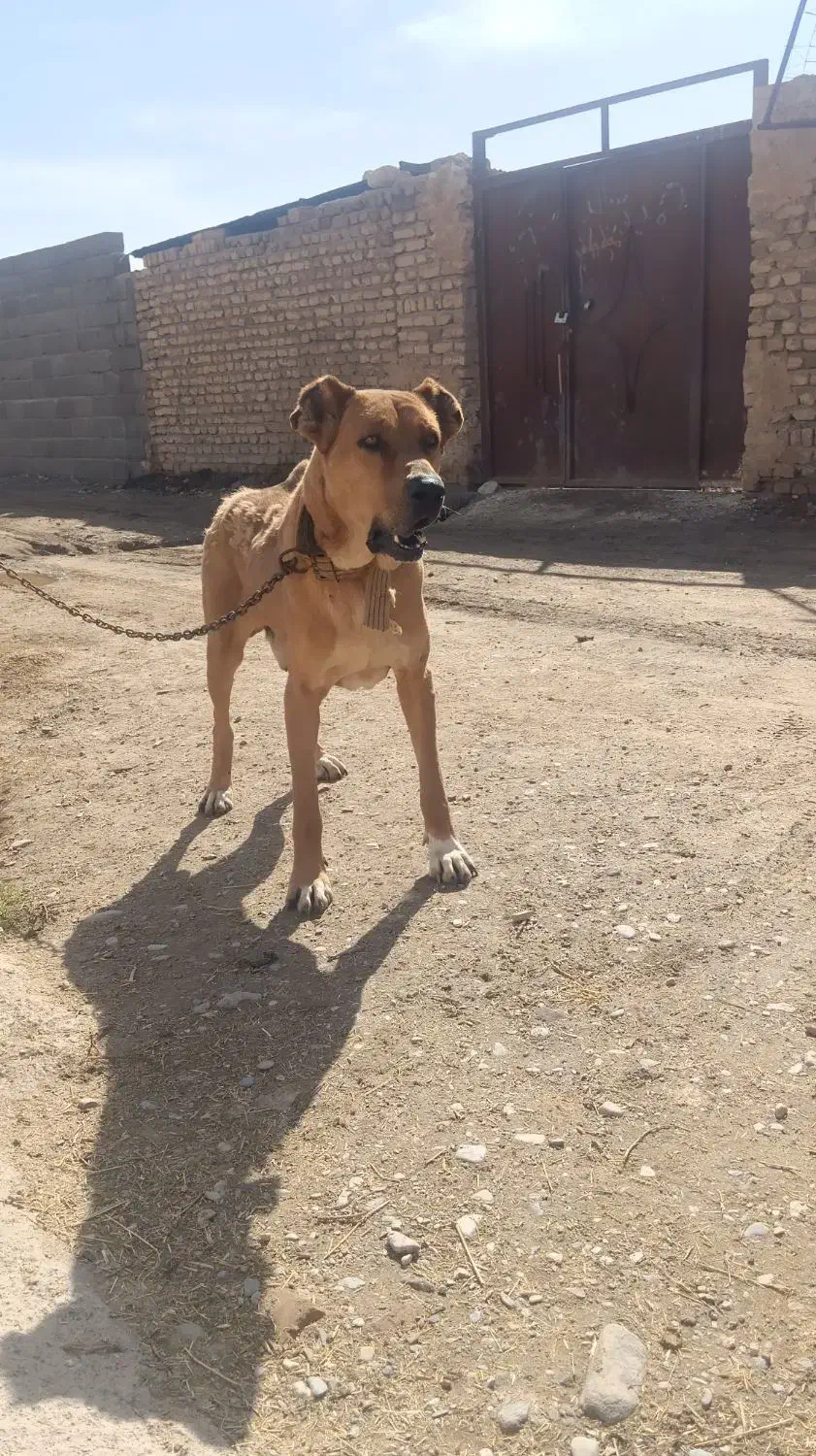 سگ گله|سگ|فیروزه, |دیوار