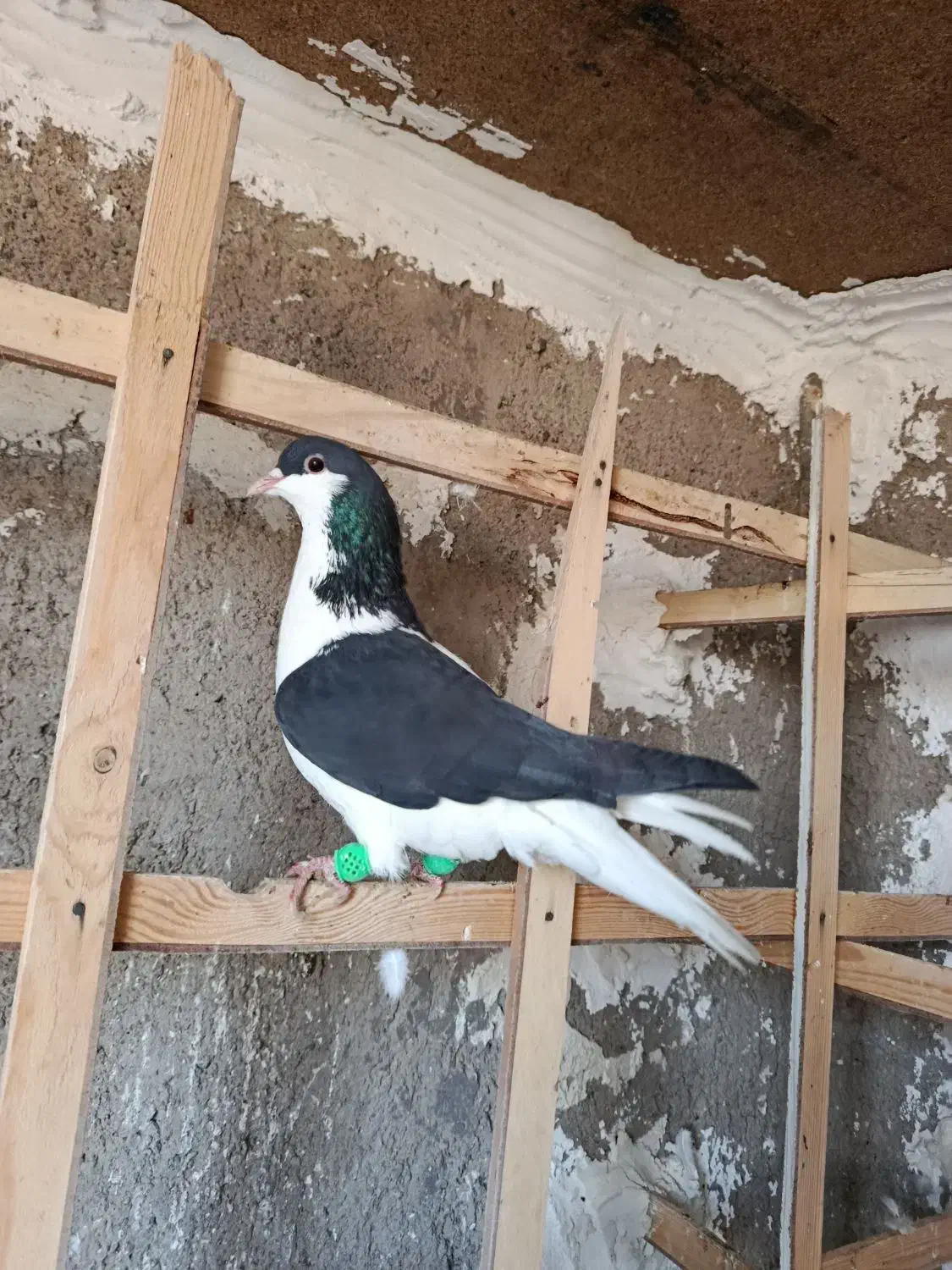 کبوتر رنگی سیاپوش شیرازی|پرنده|قزوین, |دیوار