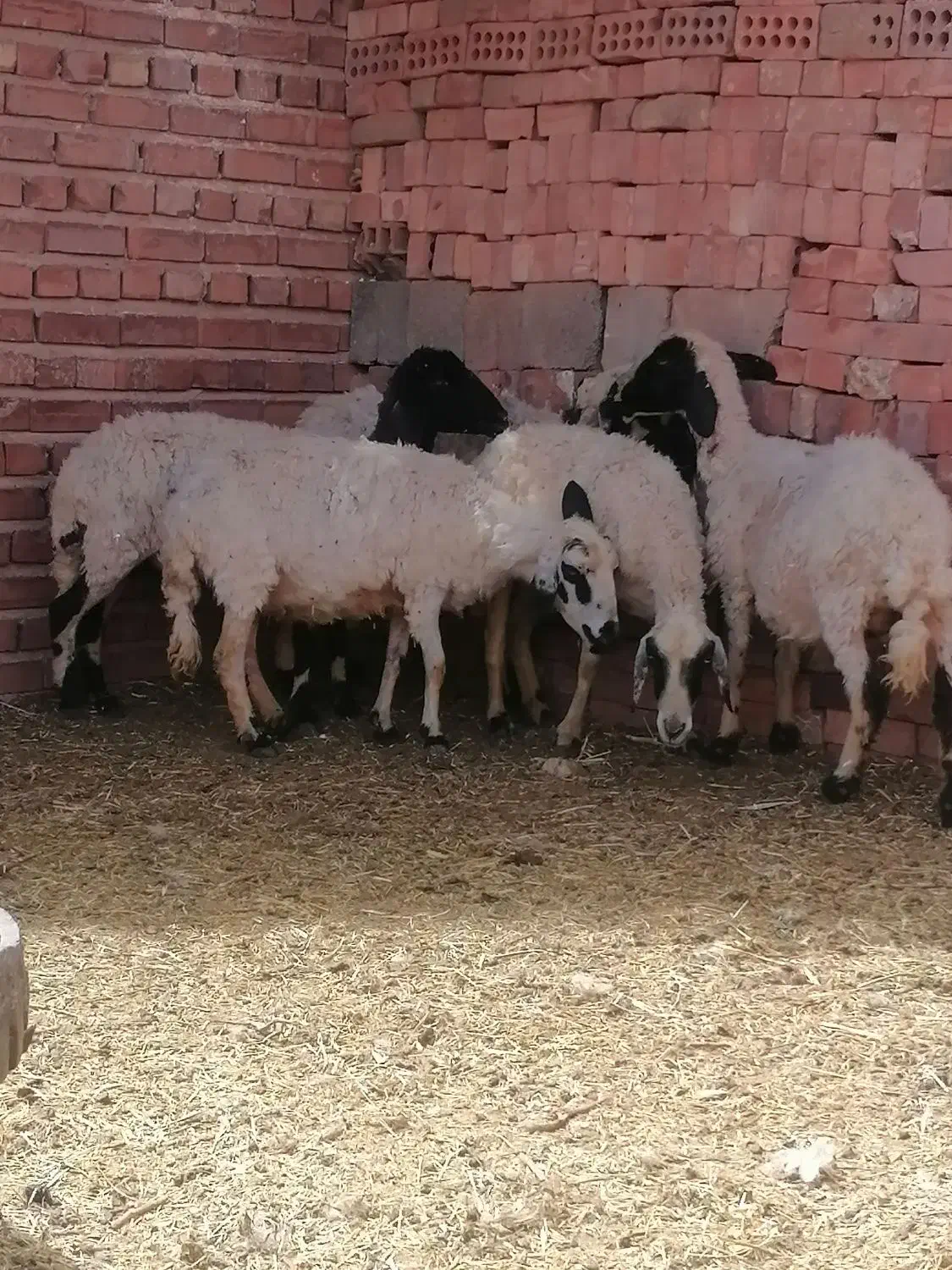 میش|حیوانات مزرعه|کرمان, |دیوار