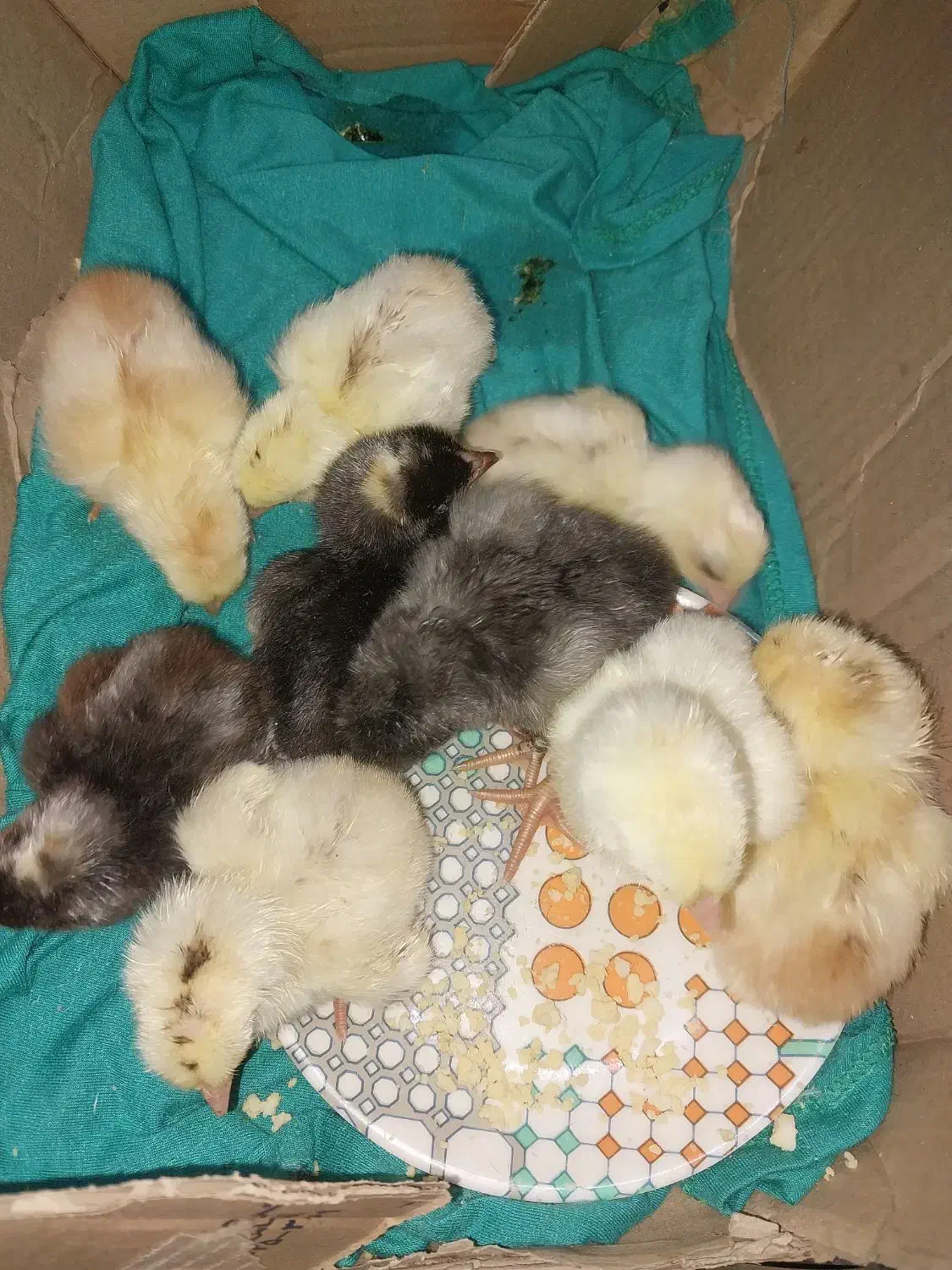 جوجه لاری|حیوانات مزرعه|شیراز, کرونی(خاتونک)|دیوار