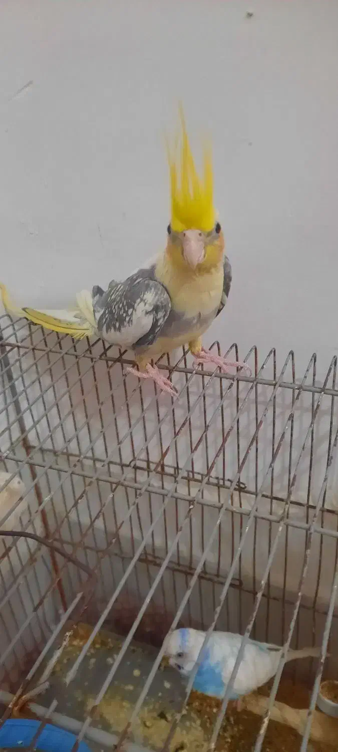 عروس هلندی|پرنده|طبس, |دیوار