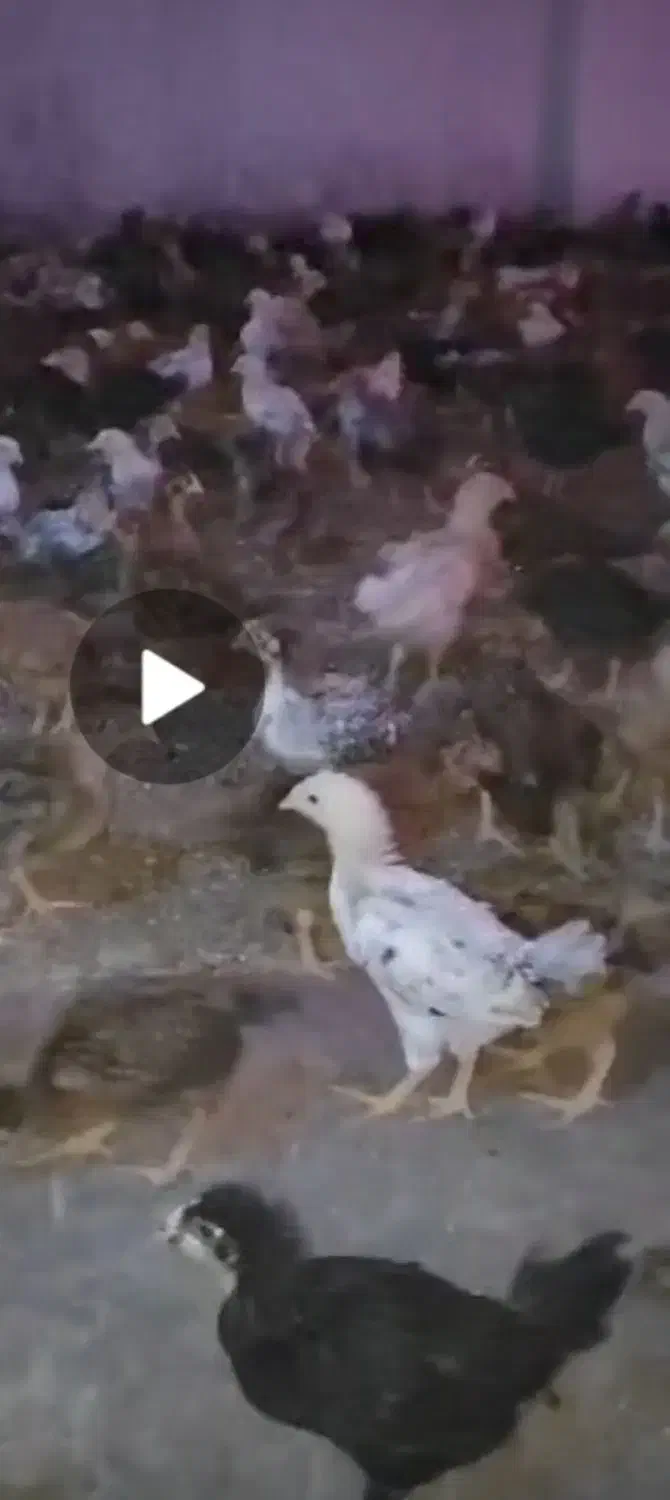 جوجه فروشی|حیوانات مزرعه|فسا, |دیوار