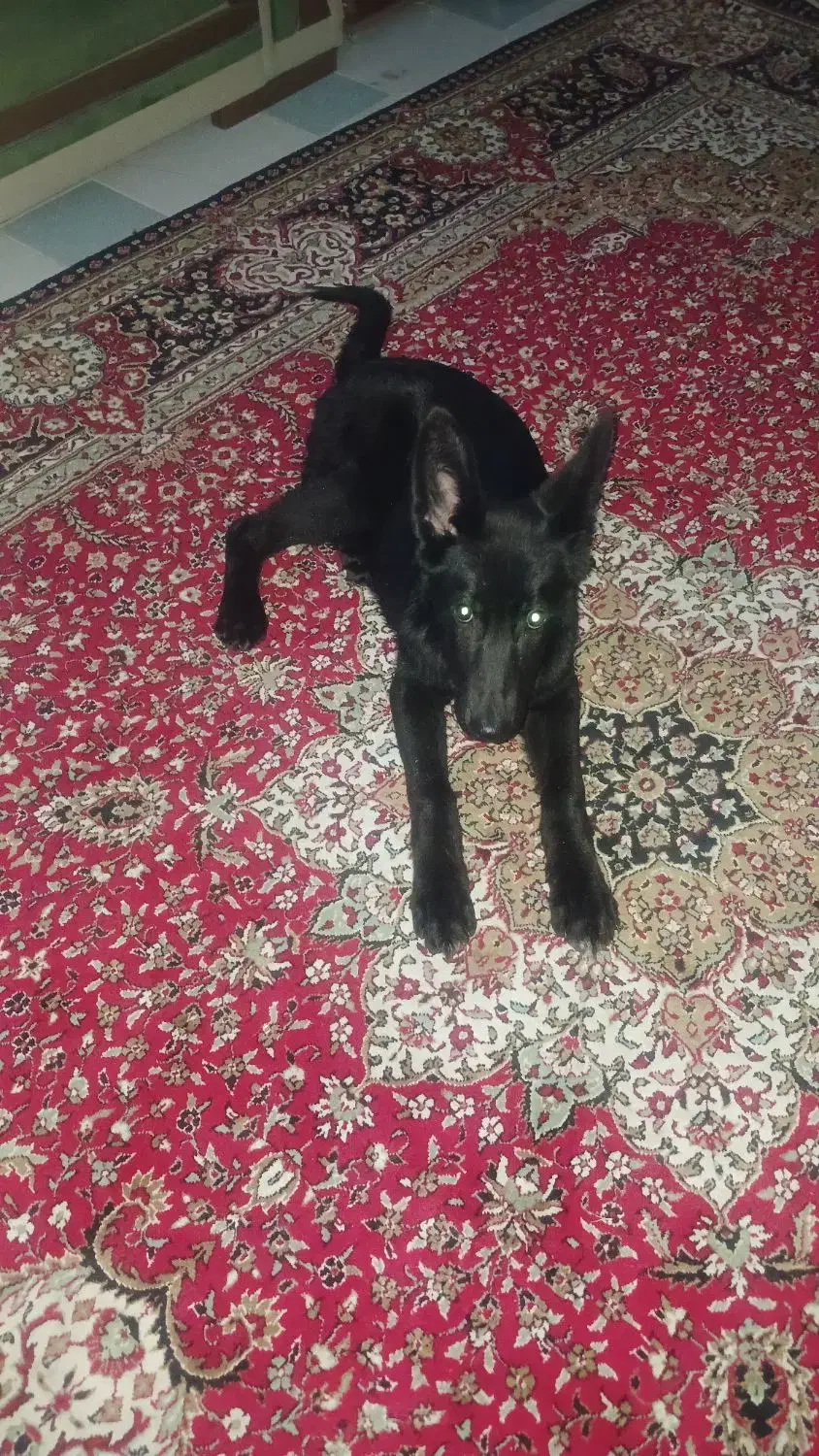 سگ گم شده|حیوانات|تبریز, |دیوار