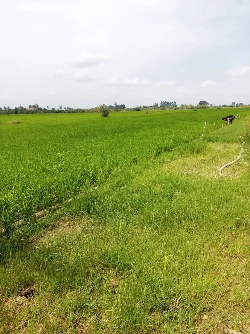 ۲۵۰۰ متر زمین کشاورزی|فروش دفتر صنعتی، کشاورزی، تجاری|آکند, |دیوار