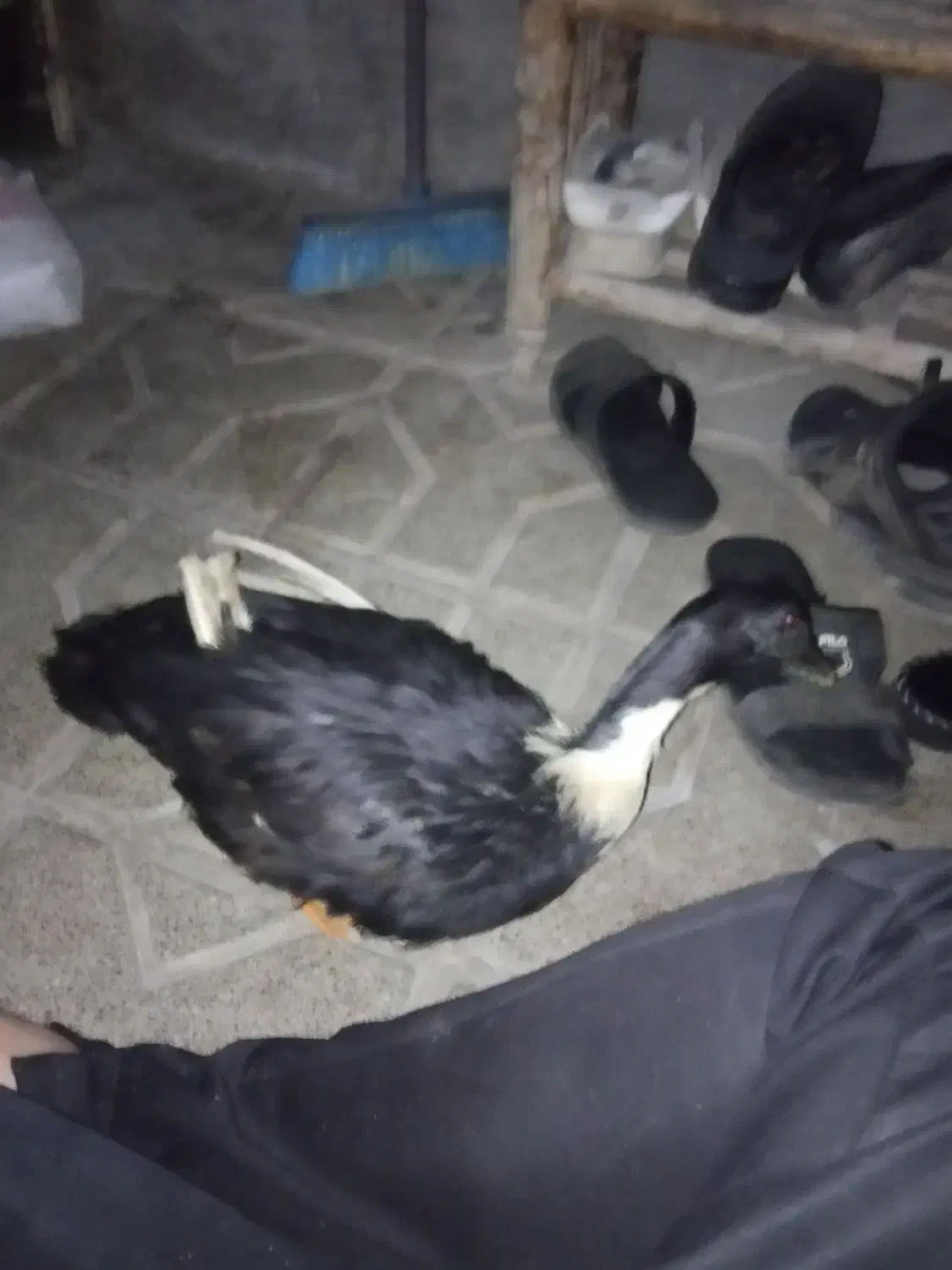 اردکم گم شده|حیوانات|تربت جام, فاز ۱ فرهنگیان|دیوار