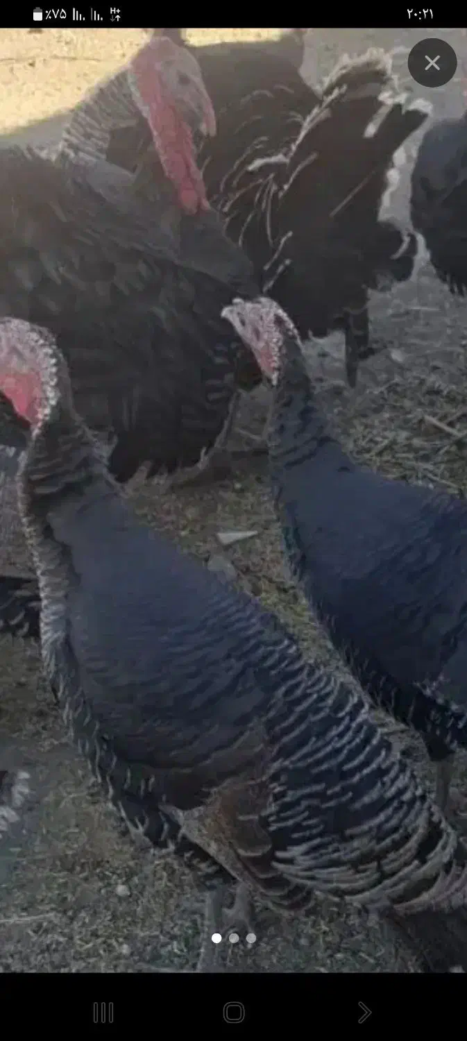 بوقلمون نر وماده|حیوانات مزرعه|کنگاور, |دیوار