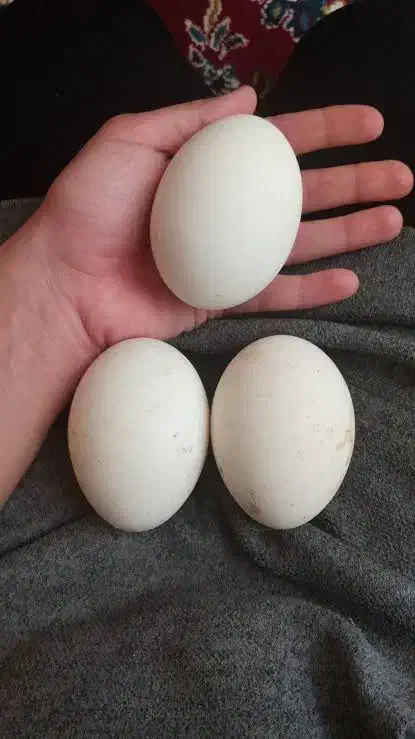 تخم غاز نطفه دار|حیوانات مزرعه|پیرانشهر, |دیوار