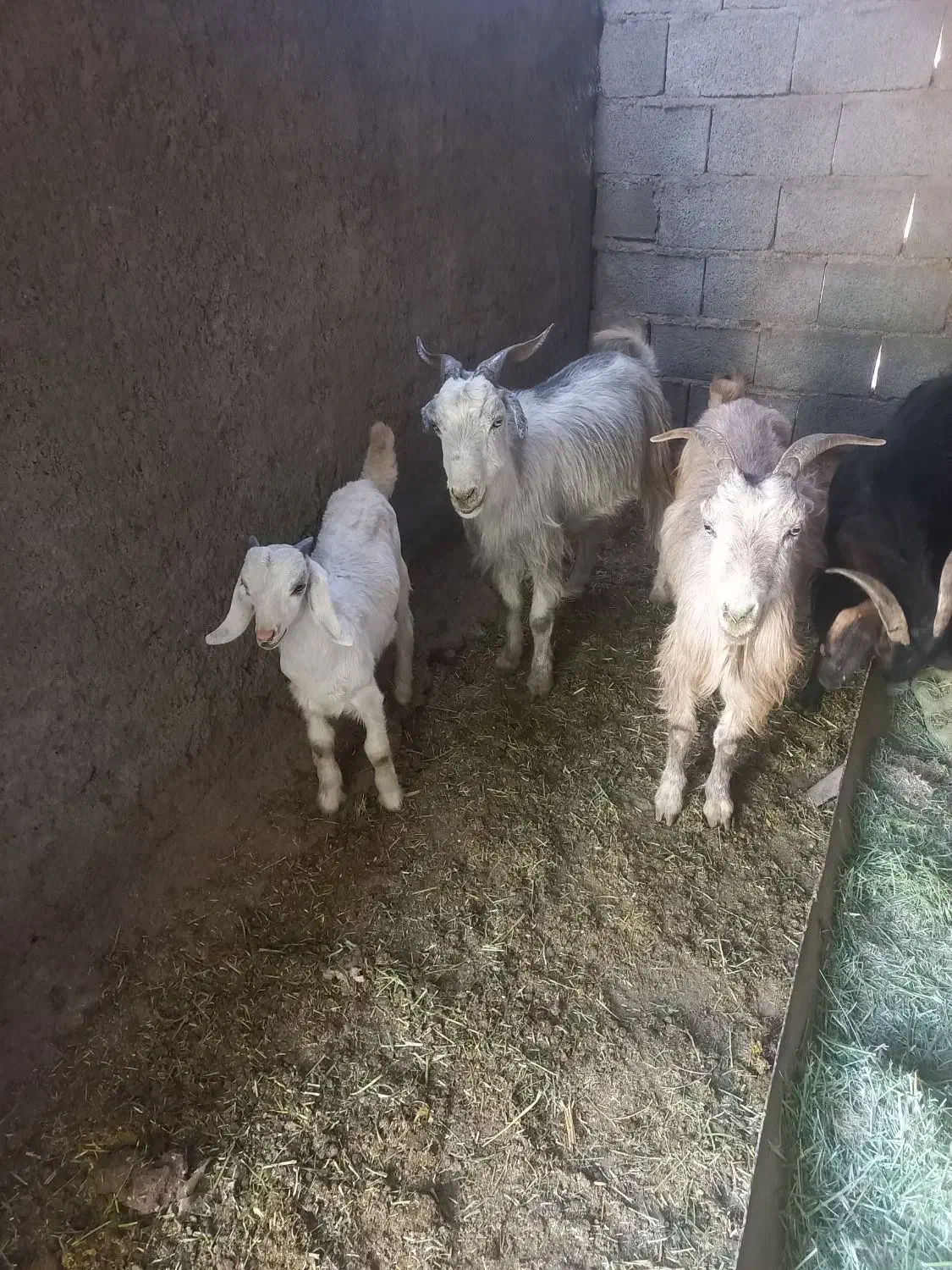 بز کهره دار|حیوانات مزرعه|میمند, |دیوار