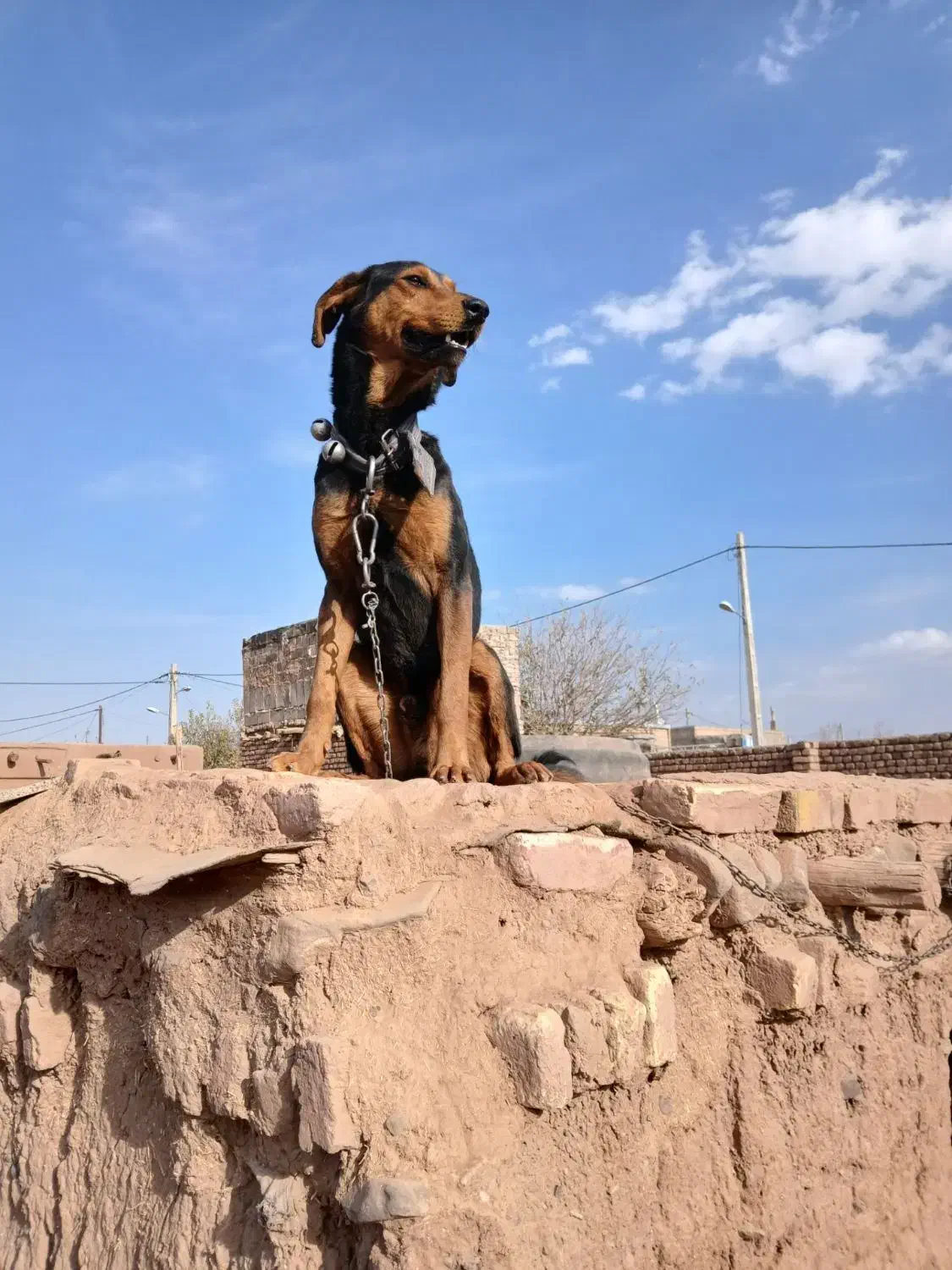 ،سگ|سگ|جلگه رخ, |دیوار