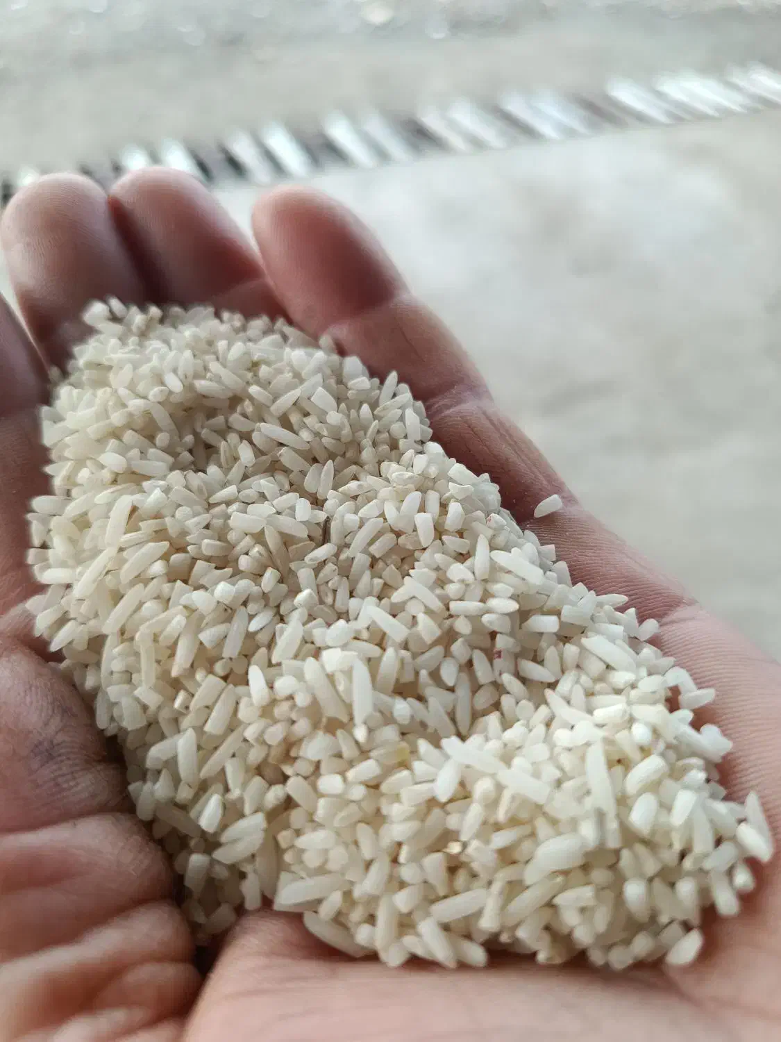 سر لاشه هاشمی کشاورزی اعلا|عمدهفروشی|تالش, جوکندان|دیوار