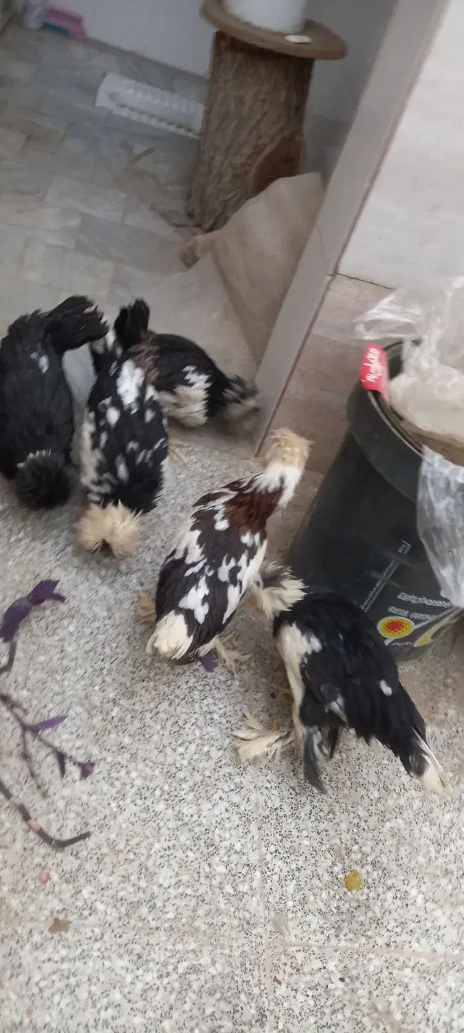 مرغ و خروس سلطان|حیوانات مزرعه|یزد, |دیوار