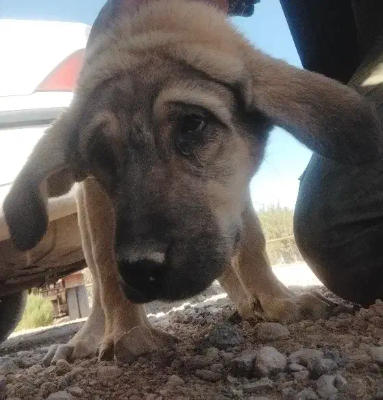 توله پژدر ماده|سگ|کبودرآهنگ, |دیوار