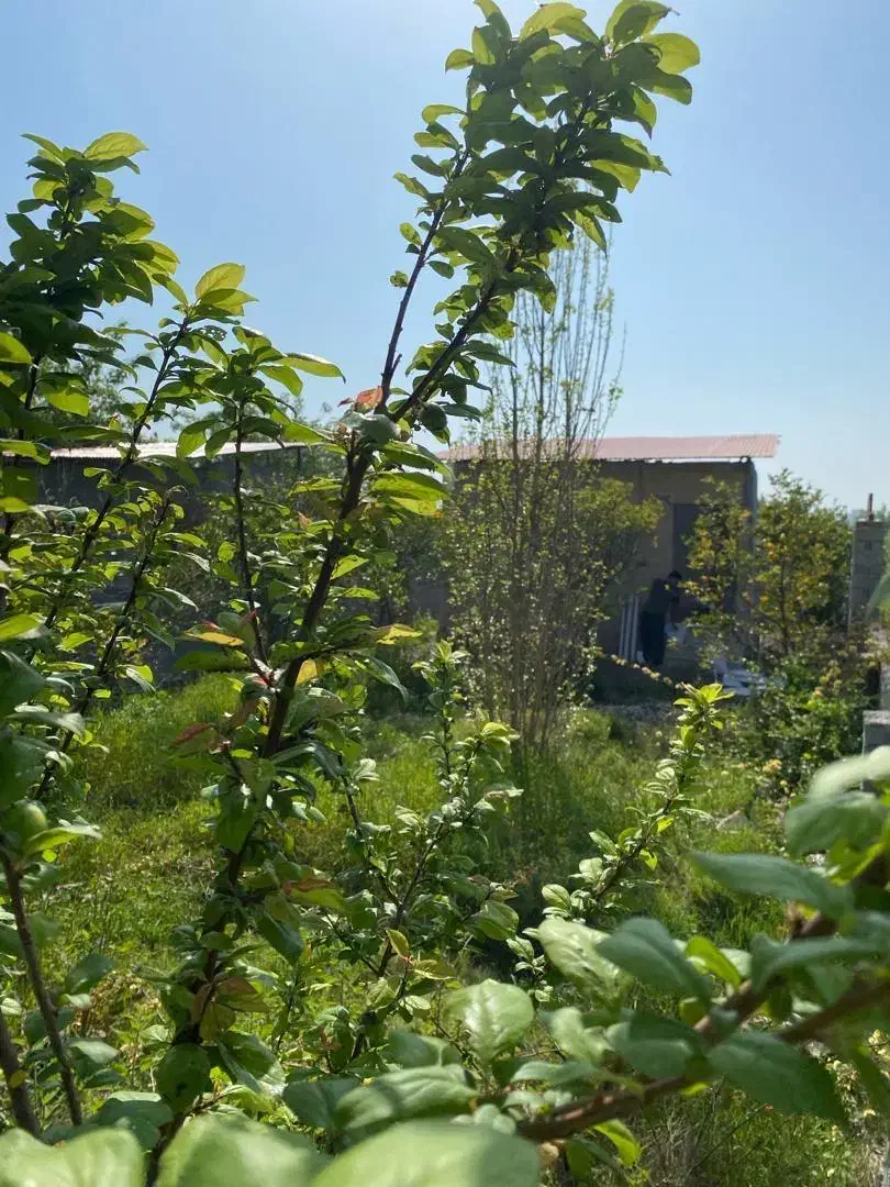 ۲۲۰ متر خونه باغ بین بابل امل احمد چاله پی|فروش زمین و ملک کلنگی|زرگرشهر, |دیوار