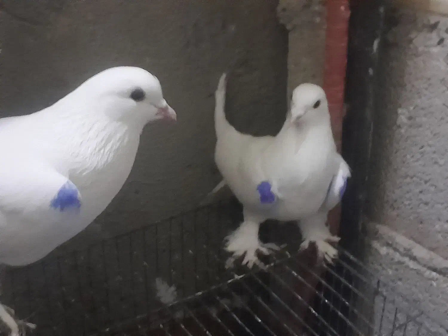 کبوتر|پرنده|تبریز, |دیوار