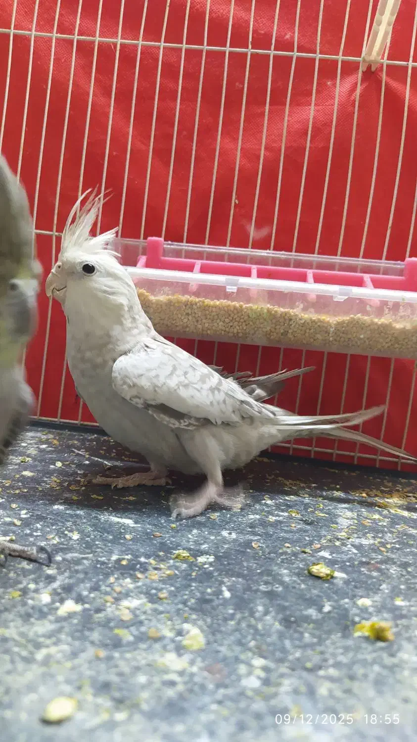 عروس هلندی|پرنده|چناران, |دیوار