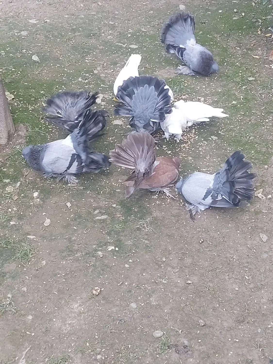 معاوصه سفید مهر کاکلی دمچتری گردن لرزون|پرنده|کردکوی, |دیوار