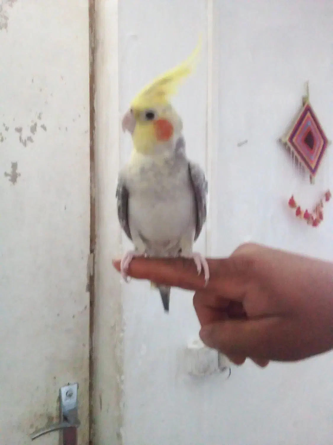 پرنده|پرنده|چمستان, |دیوار