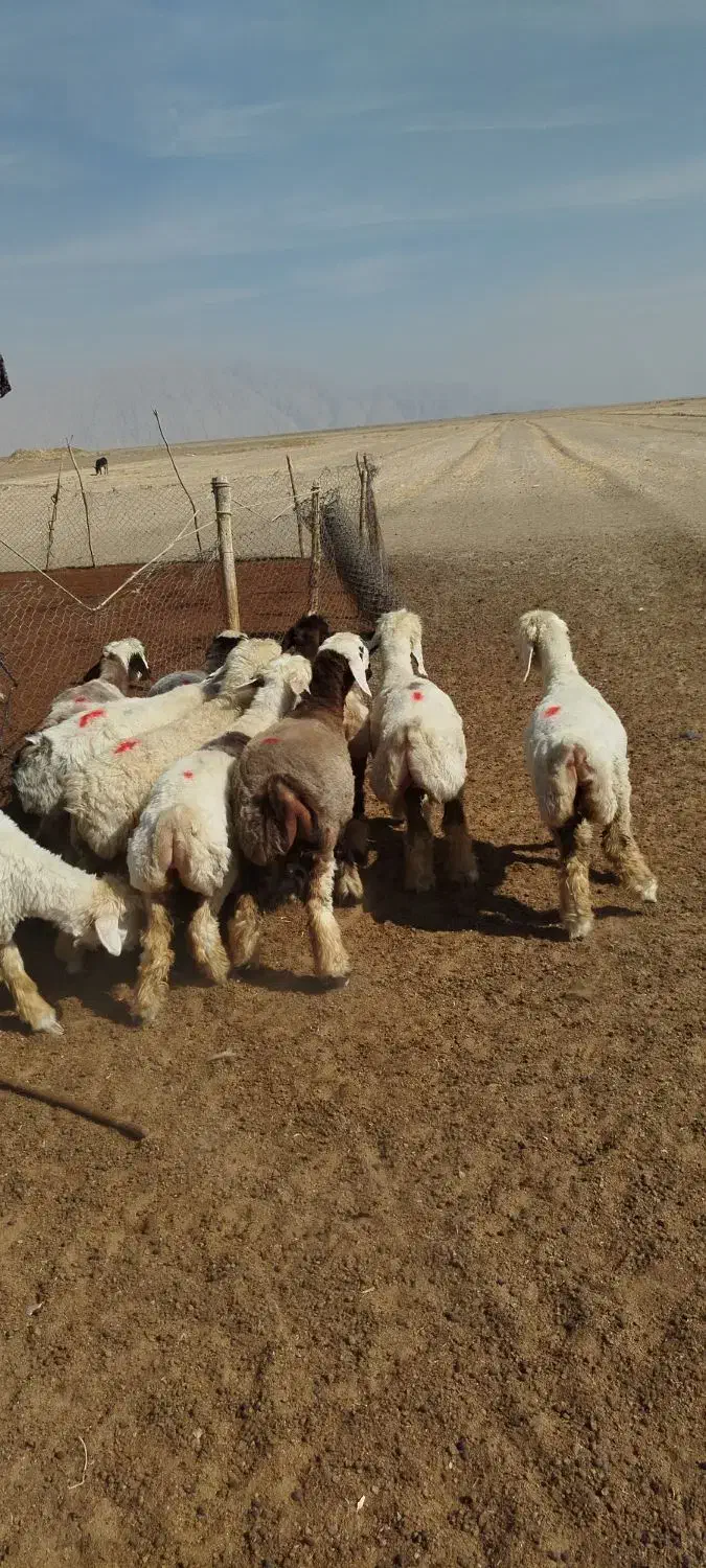 بره ماده|حیوانات مزرعه|مرودشت, مجد آباد|دیوار