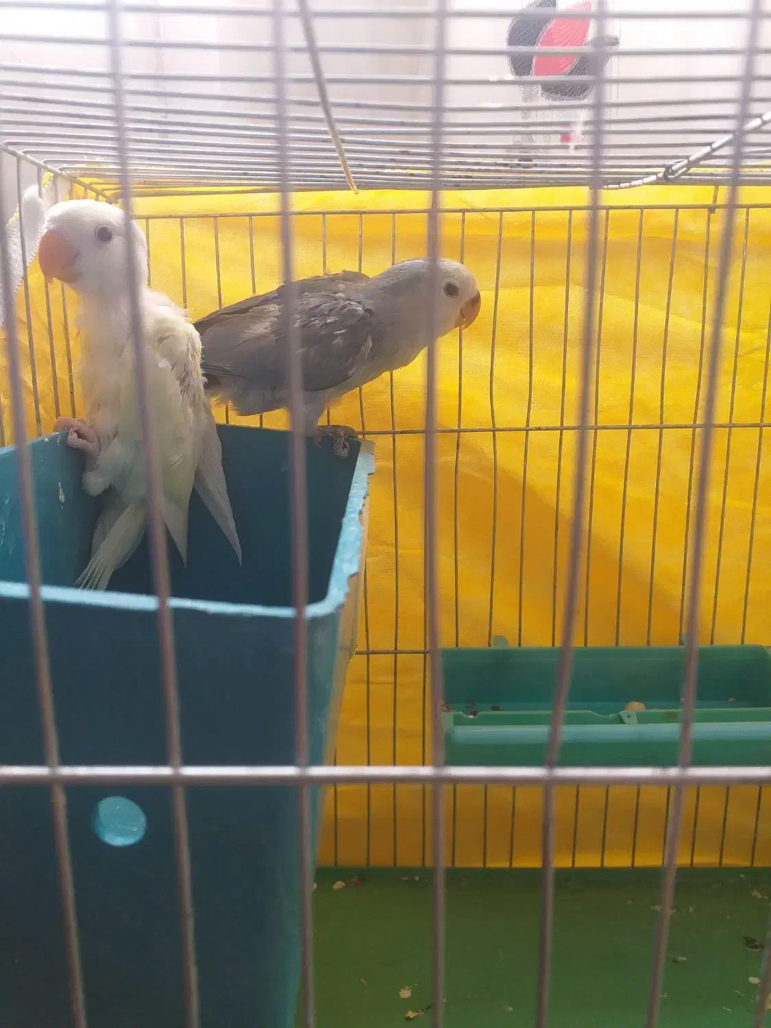 جوجه طوطی برزیلی دونخور|پرنده|پردیس, فاز ۸|دیوار