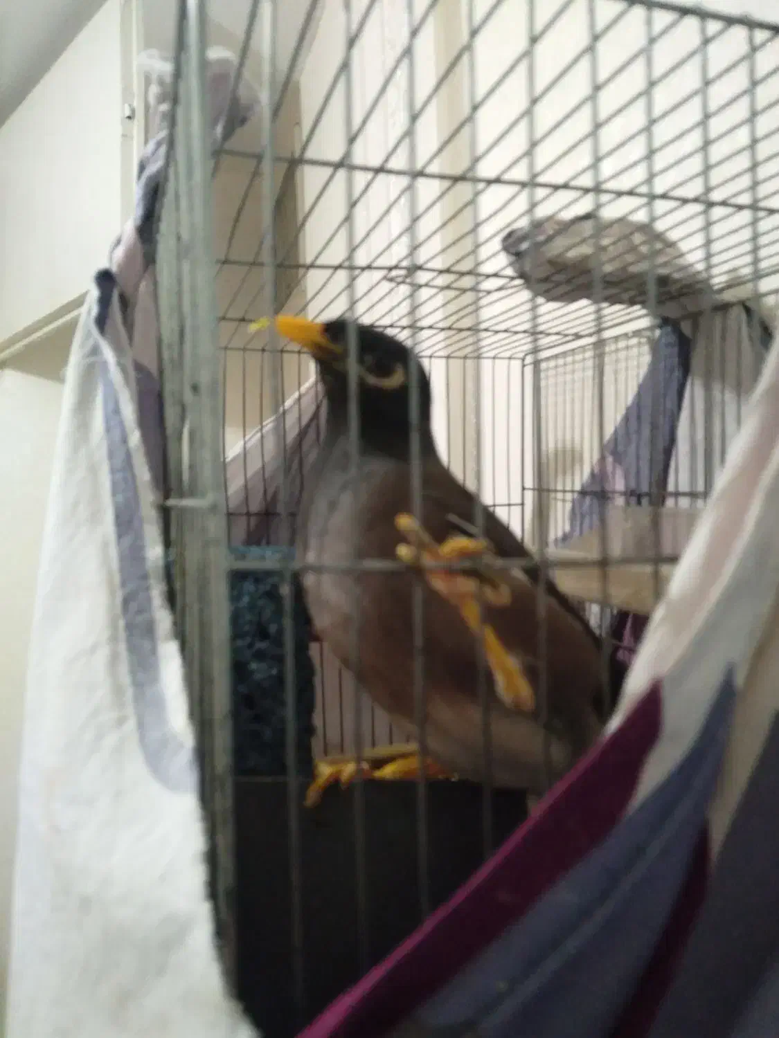 مینا سخنگو|پرنده|تهران, سلیمانی|دیوار