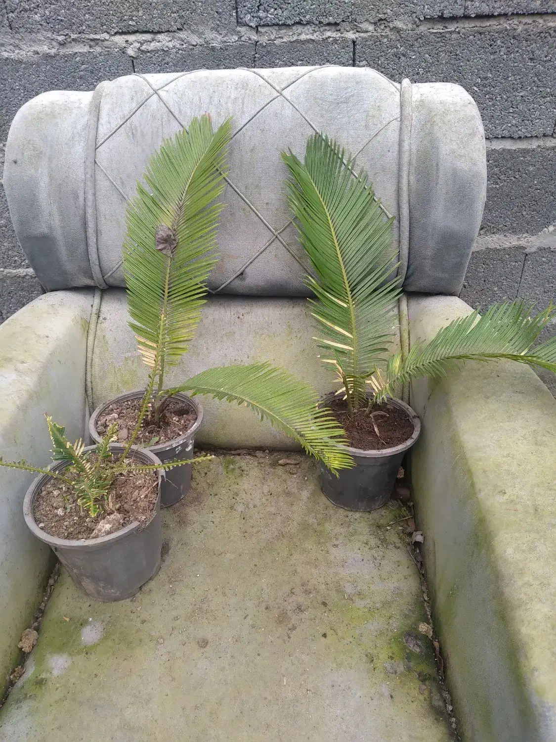 گل سیکاس|گل و گیاه طبیعی|سنگر, |دیوار