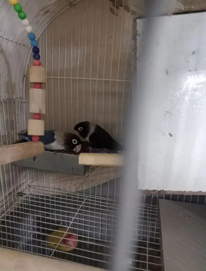 طوطی برزیلی|پرنده|تهران, گلاب دره|دیوار