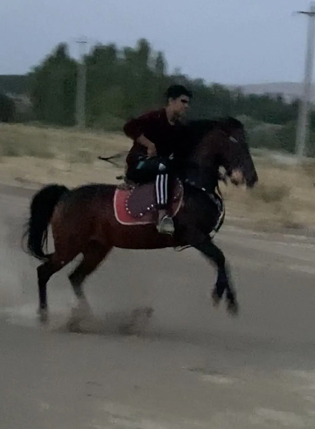 مادیان کرد افشار|اسب و تجهیزات اسب‌سواری|شاهین دژ, |دیوار