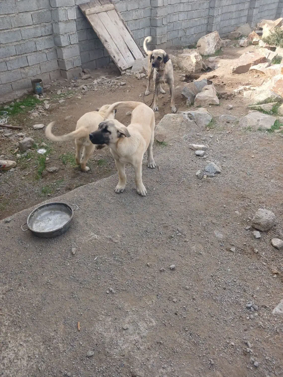 حیوانات|سگ|فندقلو, |دیوار