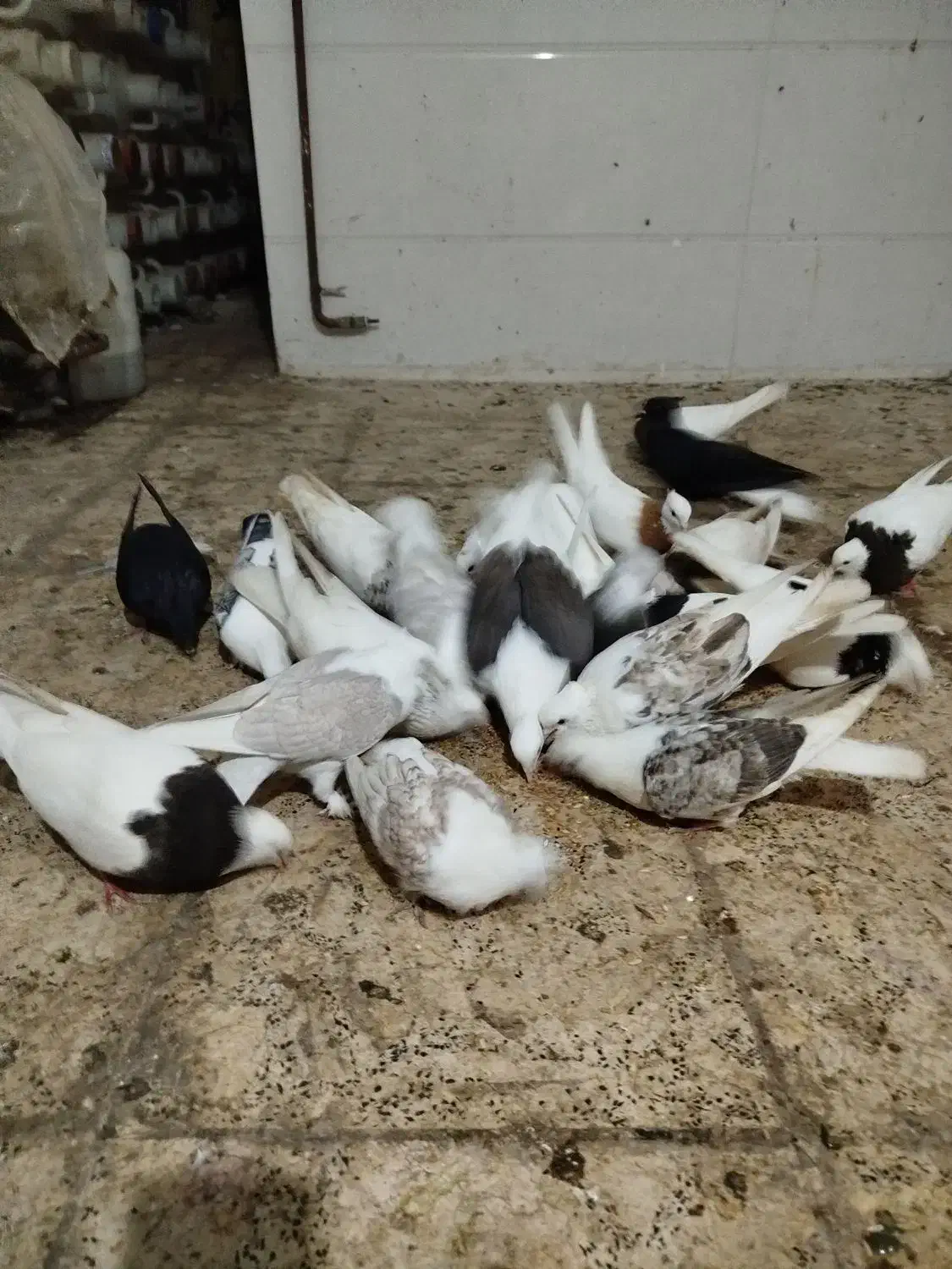 کبوتر طوقی هفرنگ و دم سفید و دوکت و بلژیکی|پرنده|رشت, جماران|دیوار