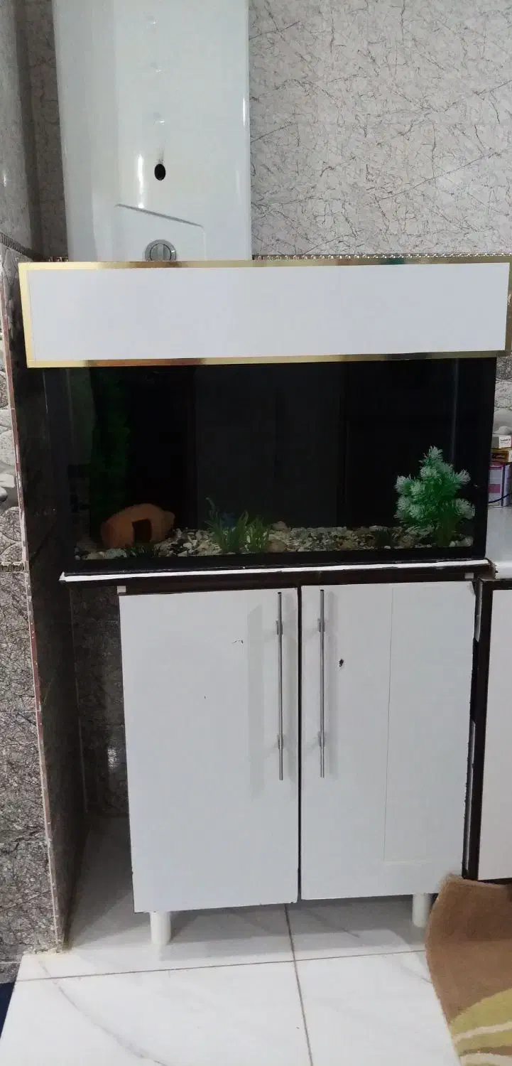 فروش آکواریوم خانگی|ماهی|اورامان, |دیوار