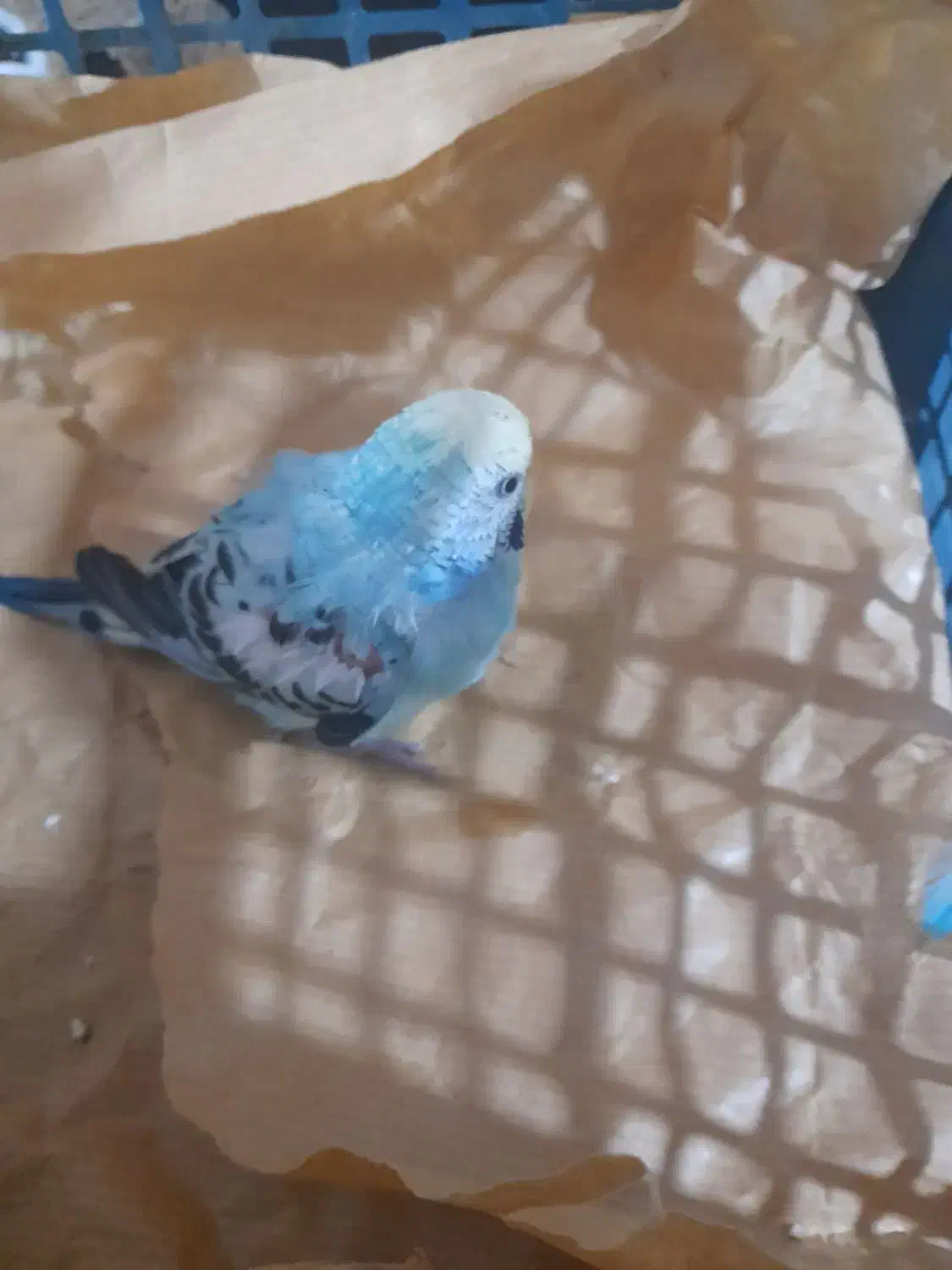 مرغ عشق پیدا شده نسیم شهر|حیوانات|نسیم‌شهر, |دیوار