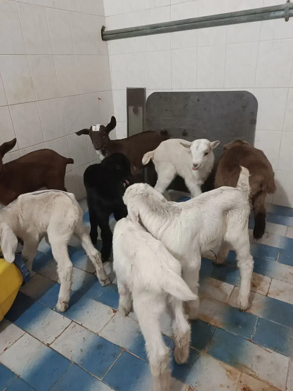 بزغاله شیری|حیوانات مزرعه|شاهین‌شهر, منطقه صنعتی سین|دیوار