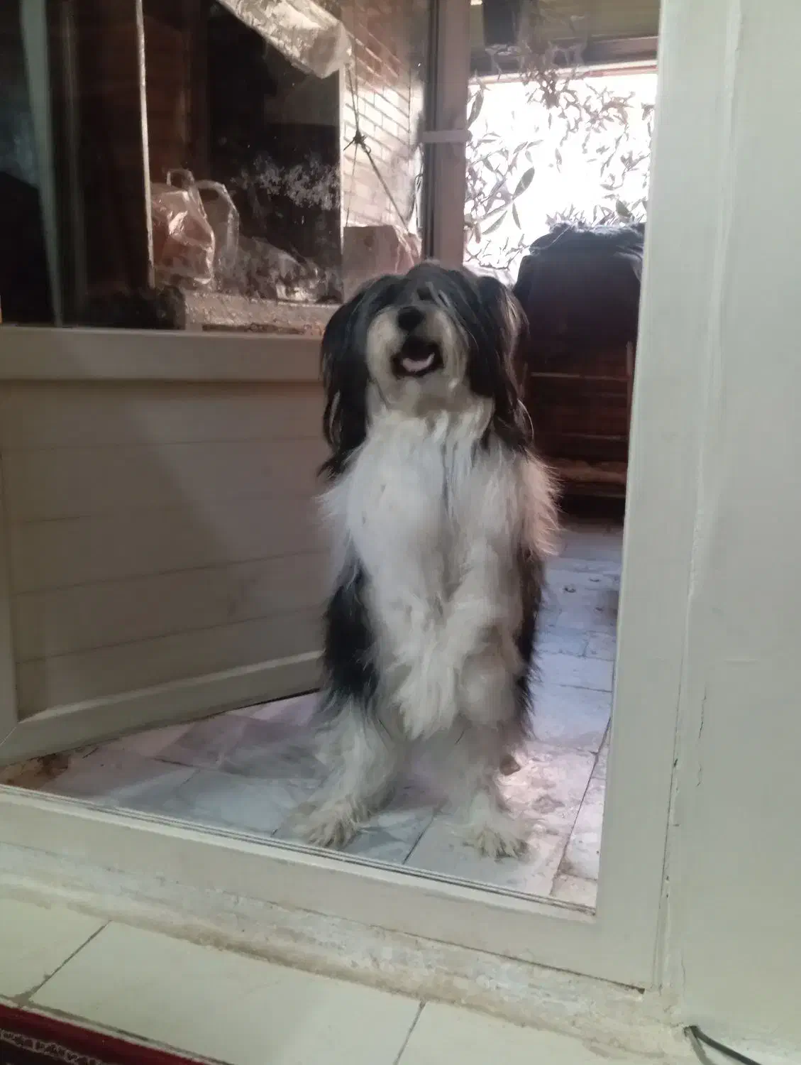 حیوانات پت خانگی|سگ|فولادشهر, پارک کوهستان|دیوار