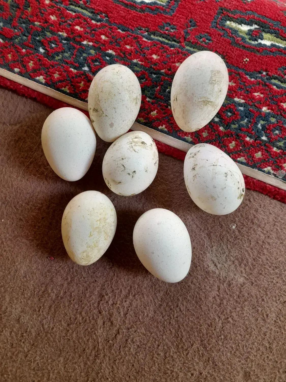 تخم بوقلمون سالم وبه شرط نطفه|حیوانات مزرعه|دزفول, |دیوار