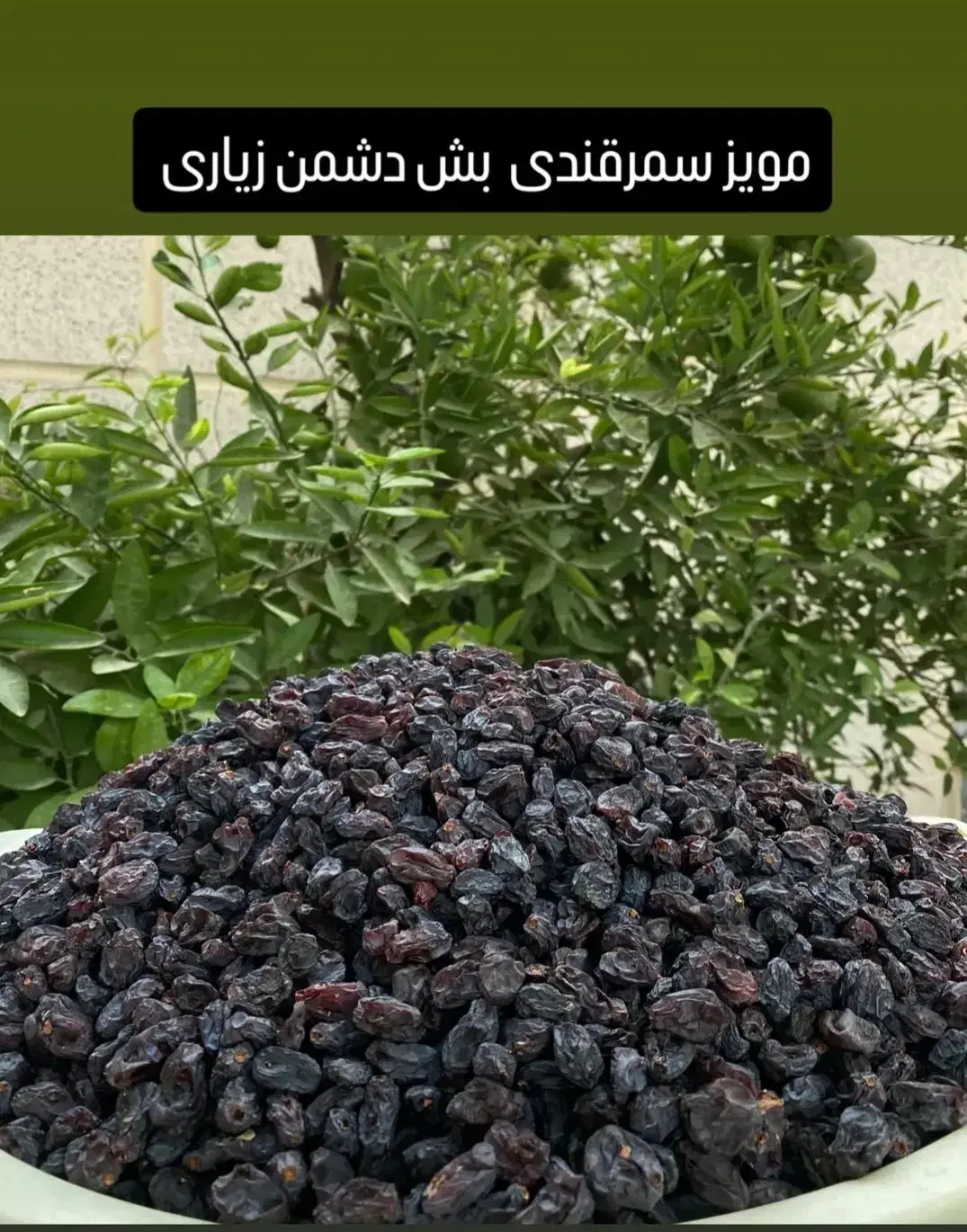 مویزسمرقندی بش دشمن زیاری|خوردنی و آشامیدنی|شیراز, مسلم|دیوار