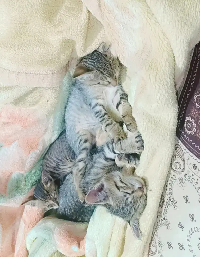 گربه|گربه|اهواز, شهرک دانشگاه|دیوار