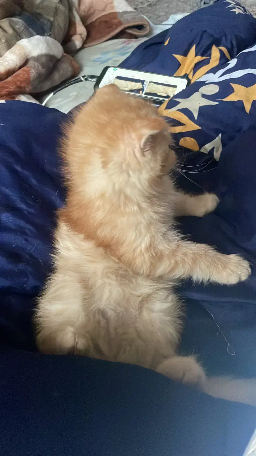 گربه اسکاتیش بریتیش|گربه|ری, دولتآباد|دیوار