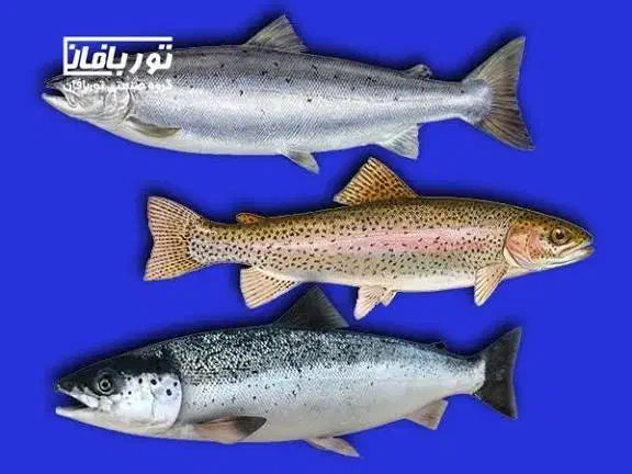 ماهیگیری با قلاب|فعالیت داوطلبانه|شیراز, شریفآباد|دیوار