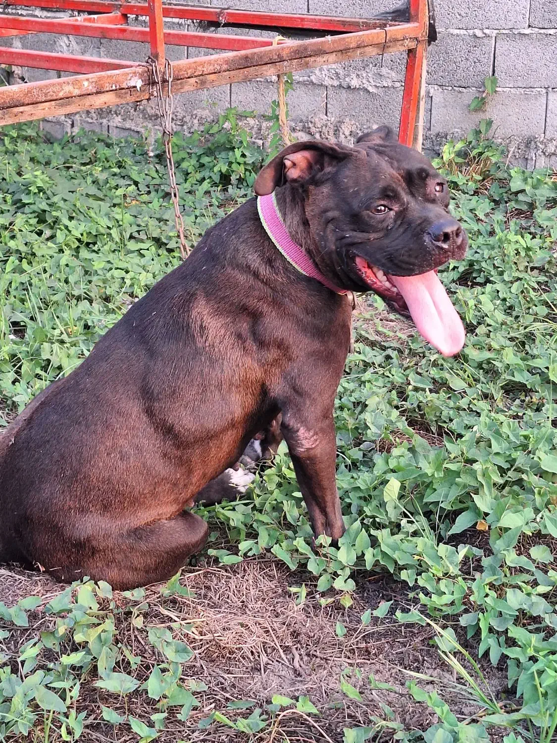 پیت بول استافورد شایر|سگ|بابل, |دیوار