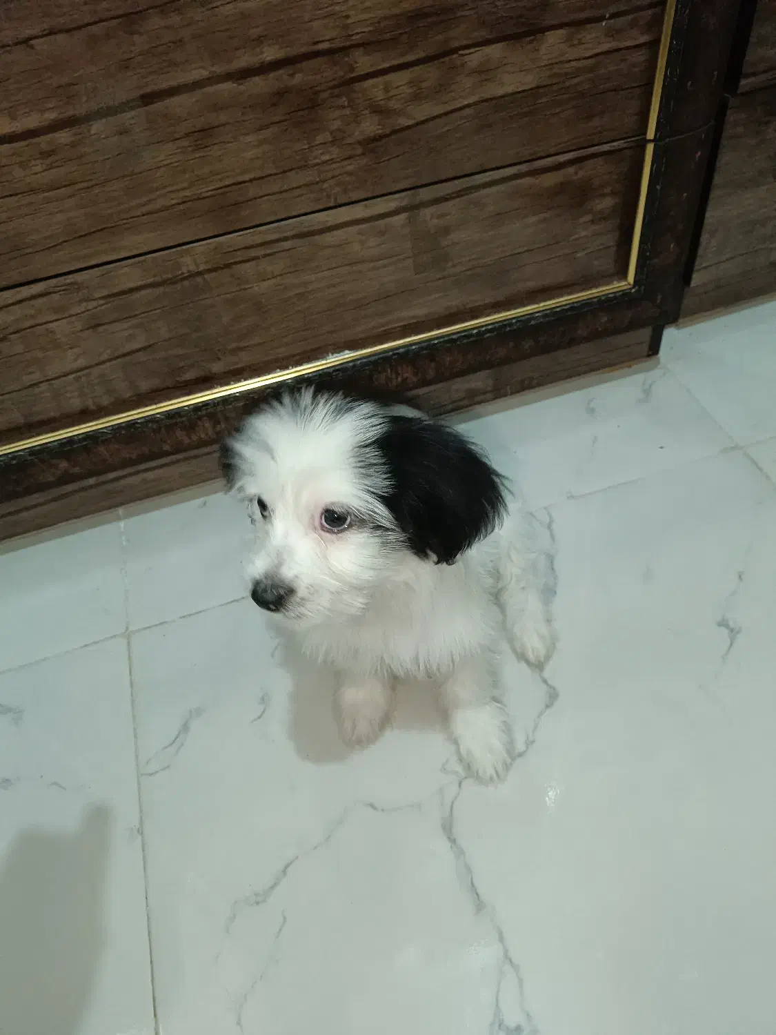 سگ شیتزو کراس|سگ|شیراز, کرونی(خاتونک)|دیوار