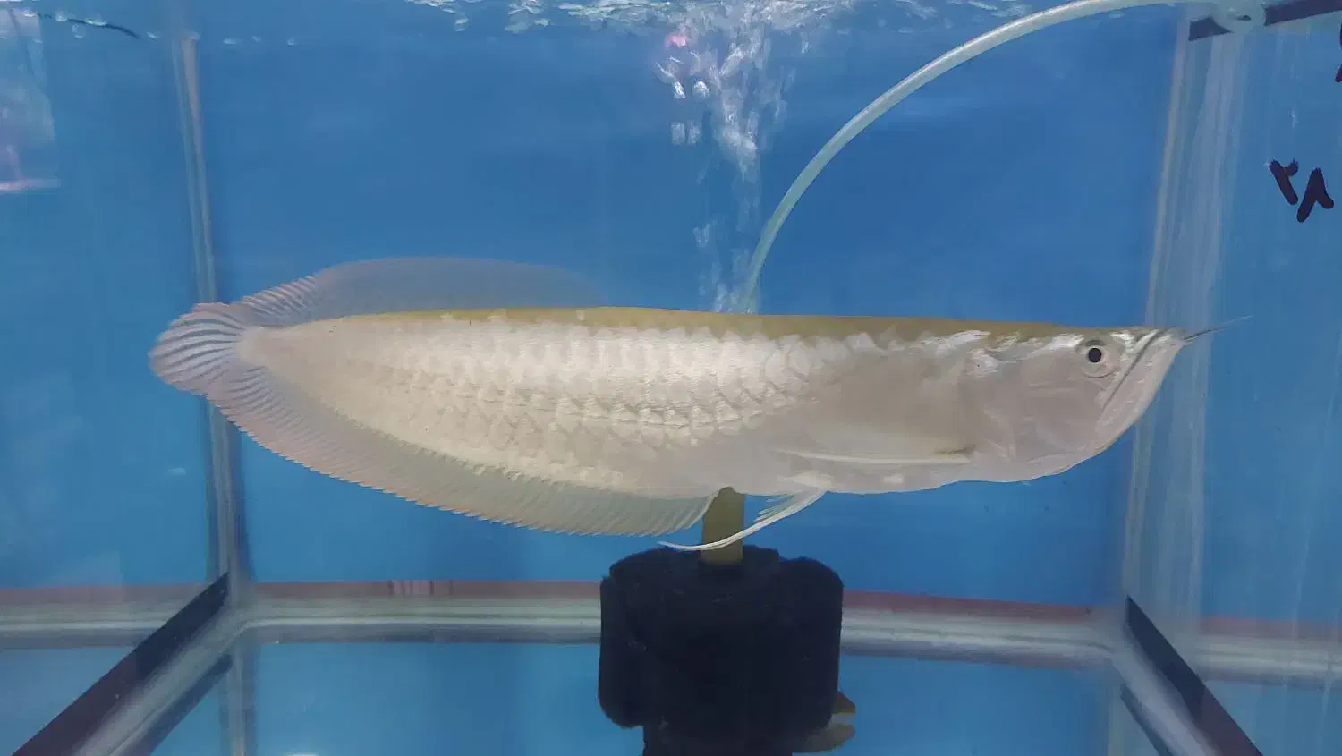 آروانا نایف فایتر|ماهی|مشهد, آزادشهر|دیوار