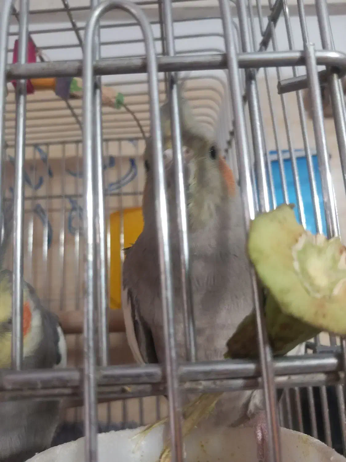 یک جفت عروس هلندی بالغ|پرنده|تهران, مختاری|دیوار